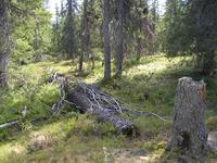Bladvallsliden, Arvidsjaur 5 Â© Teppo RÃ¤mÃ¤, naturskyddare.se