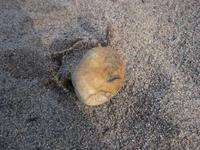 Sandjordtryffel