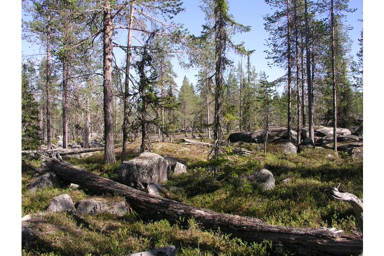 Ã…berget, Arvidsjaur 11 Â© Olli Manninen / naturskyddare.se